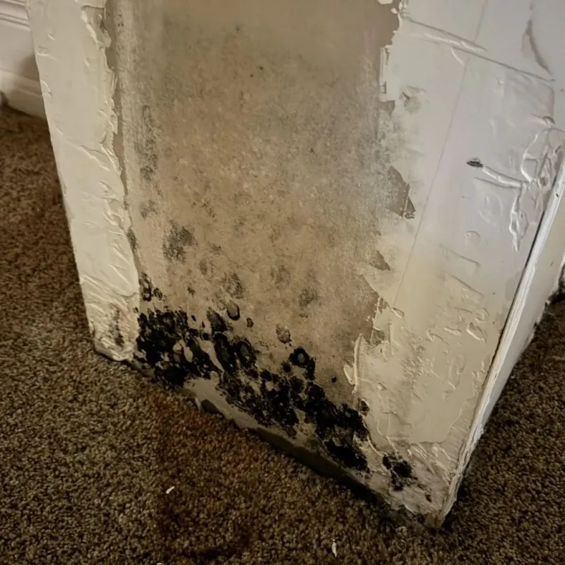 Professional Mold Removal in Fairbury, NE
